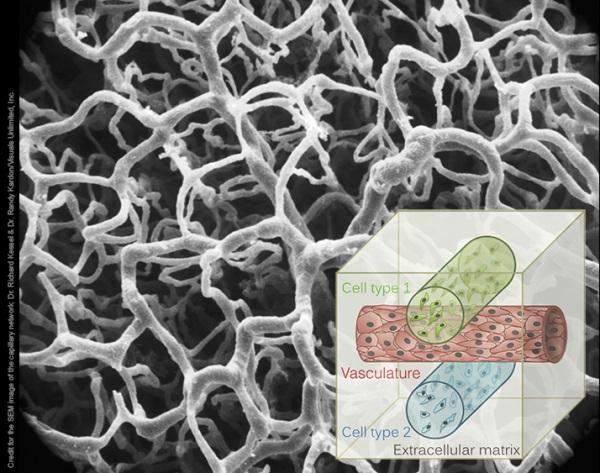 Ученые Гарварда печатают на 3D-принтере многослойную живую ткань с кровеносными сосудами