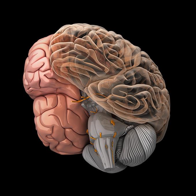 Работа для отдыха - модель мозга 3D ручкой.