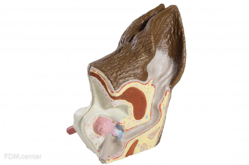 Анатомическая модель  уха собаки