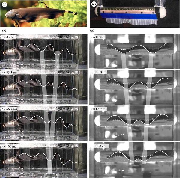 Исследователи из Флориды изучают гибкие приводы на примере 3D-печатной робо-рыбы