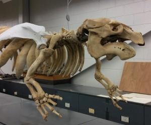 Студенты восстановили скелет морской коровы с помощью 3D-принтера