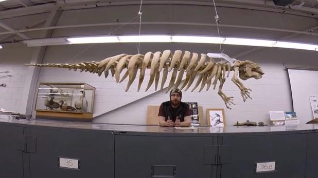 Студенты восстановили скелет морской коровы с помощью 3D-принтера