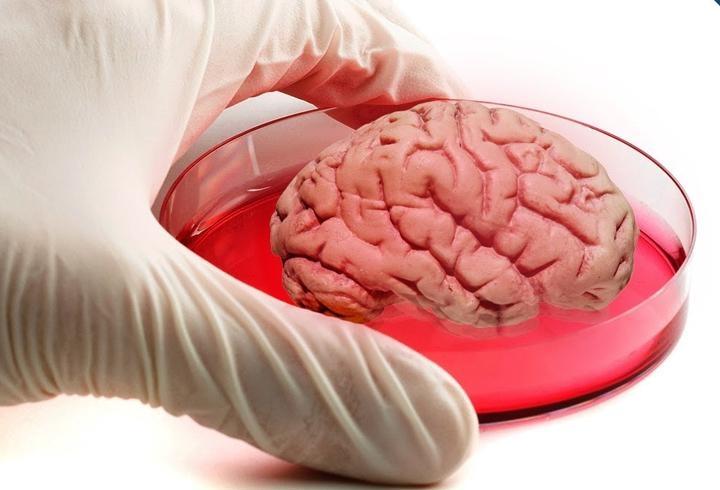 В Мельбурне исследователи успешно используют 3D-печать клеток ткани мозга, который живет до 30 дней
