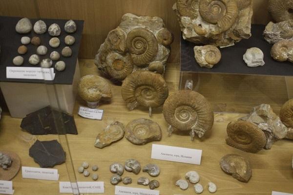 Threeding и Artec 3D оцифровали уникальную палеонтологическую коллекцию