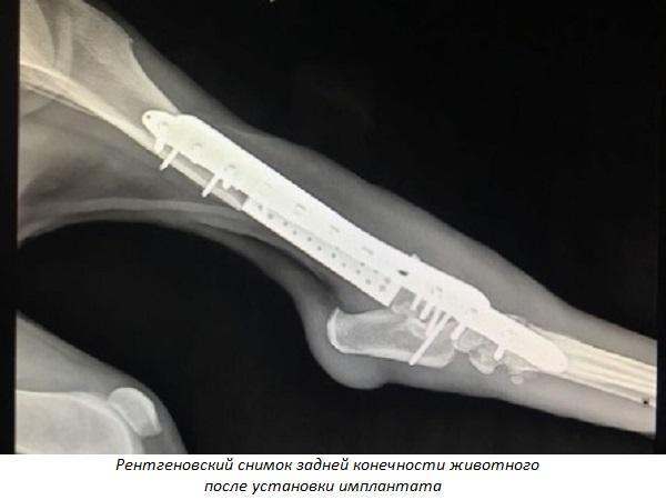 В России провели операцию по вживлению 3D-печатного биомиметического имплантата