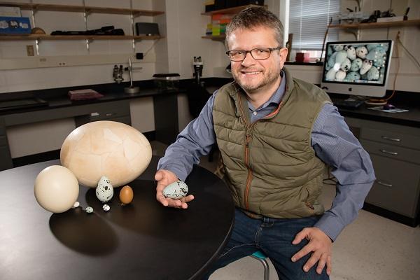 Напечатанные на 3D-принтере яйца помогли разгадать загадку природы