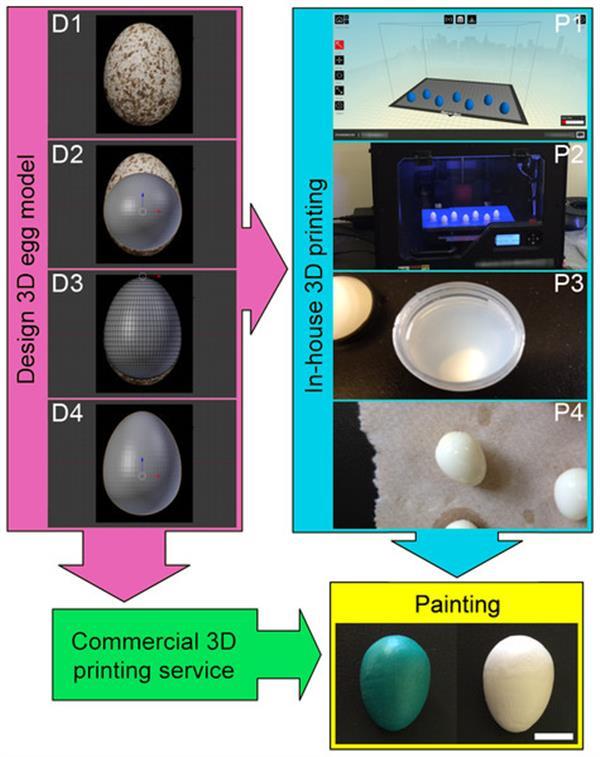 Исследователи используют 3D-печатные яйца для изучения отношений между разными видами птиц