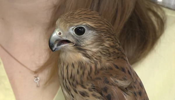 Птичку жалко: напечатанный на 3D-принтере протез помог спасти сокола