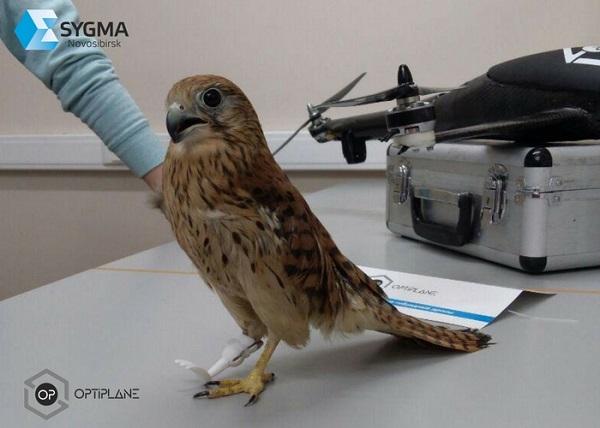 Птичку жалко: напечатанный на 3D-принтере протез помог спасти сокола