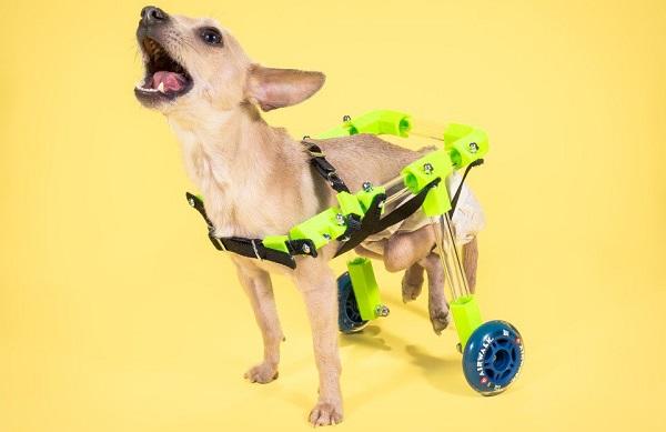 FiGO: бюджетная 3D-печатная инвалидная коляска для домашних питомцев