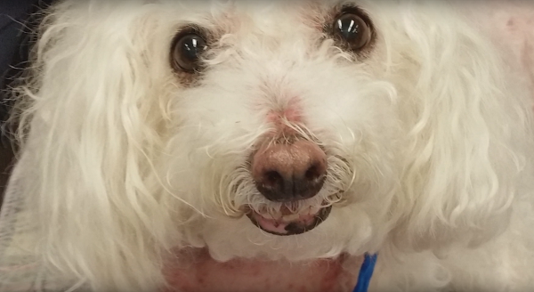 Спасти болонку Кути, или Как техасский ветеринар вылечил больную раком собаку с помощью 3D-печатного саркофага