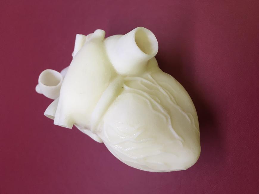 Анатомическая модель сердца человека