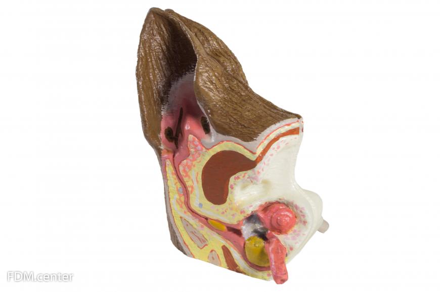 Анатомическая модель  уха собаки