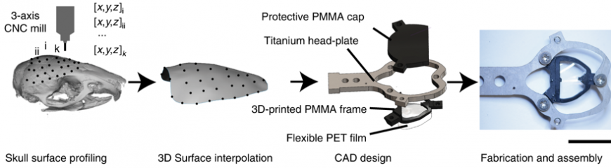 Прозрачные 3D-печатные имплантаты помогают изучать работу мозга
