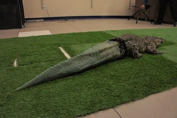 3D-печать помогла аллигатору обзавестись новым хвостом