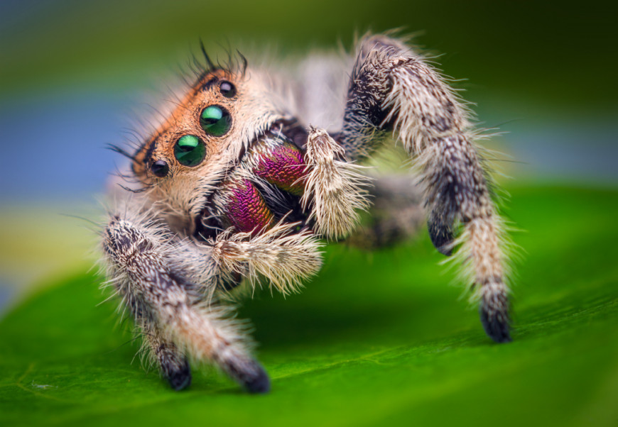 Маленький паук на роликах — TEVO Michelangelo