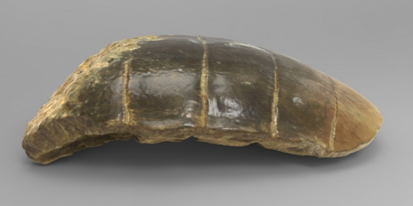 Threeding и Artec 3D оцифровали уникальную палеонтологическую коллекцию