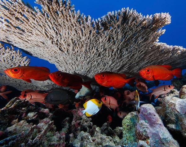 Фабьен Кусто занимается созданием 3D-печатных коралловых рифов
