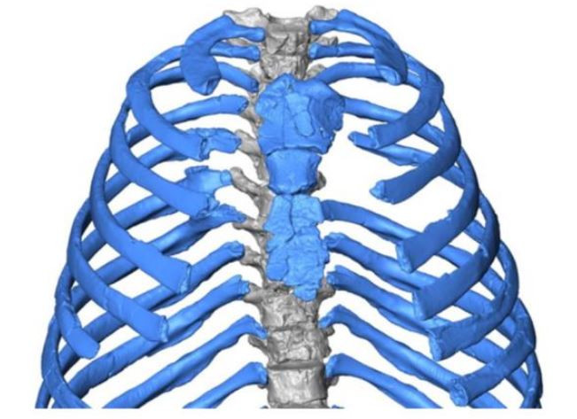 Ученые создали 3D-модель грудной клетки неандертальца