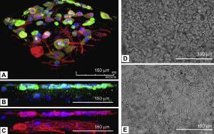Новые достижения ученых в области 3D-биопечати живых тканей