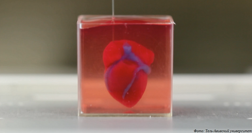 3D-печатные сердечные ткани
