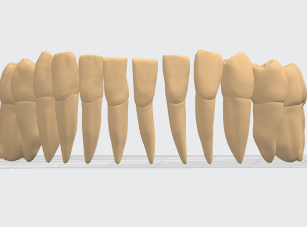 16 зубов нихней челюсти полной анатомии