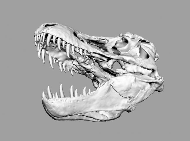 Череп легендарного Тираннозавра Ти-рекса. Скан tyrannosaurus t-rex