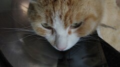 Спасение котика с помощью 3D-печати
