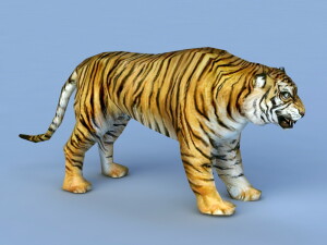 реалистичный тигр