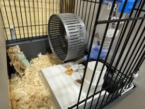 Домик для джунгарика с кормушкой