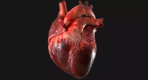 3D Модель человеческого сердца.