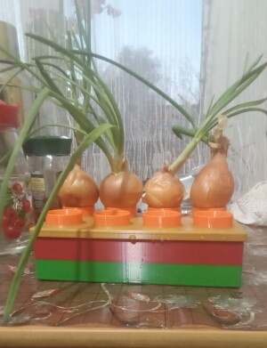Грядка для лука
