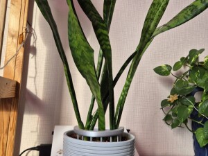 Опора для цветов