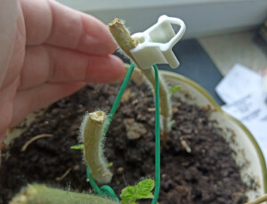 Клипса Для Прививки Растений