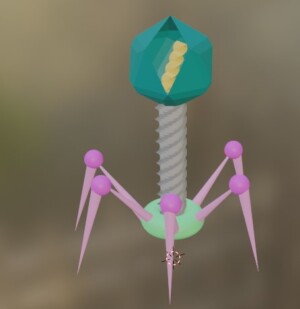 Bacteriophage