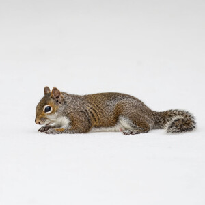 Белка лежит