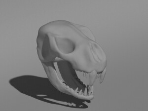 Череп саблезубого тигра