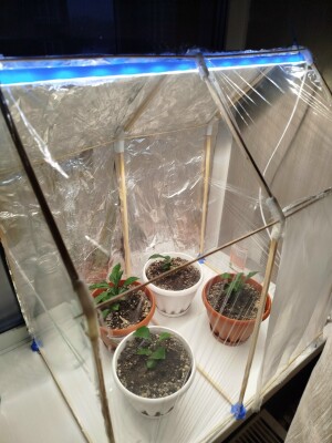 Мини-парник из шпажек