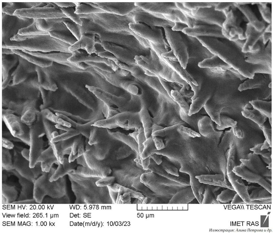 Российские ученые совместно с зарубежными коллегами изучили метод контроля качества 3D-печатных биоразлагаемых имплантатов