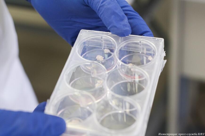 Ученые КФУ вырастили мясо стерляди с помощью биопринтера