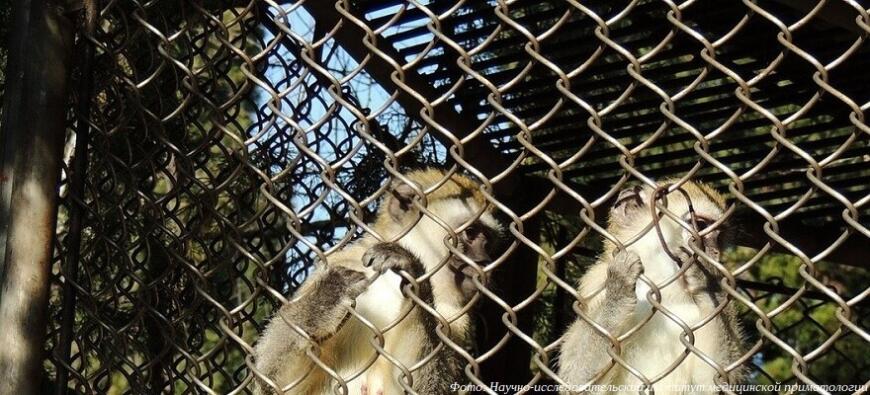 Ученые Института медицинской приматологии вживили обезьянам 3D-печатные имплантаты