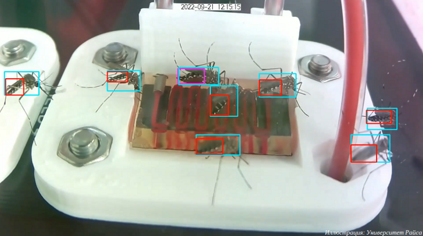 3D-печатные имитаторы кожи и сосудов помогают изучать передачу болезней комарами