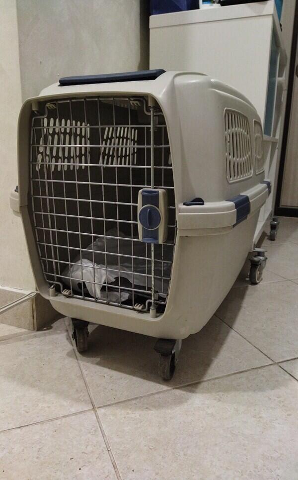 Чиним переноску для бульдога.