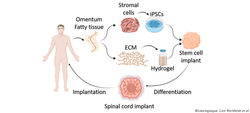 Израильские ученые успешно испытали 3D-печатные заменители спинного мозга на парализованных мышах