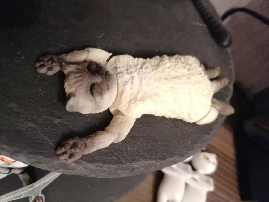 Счастливый кот Махоня