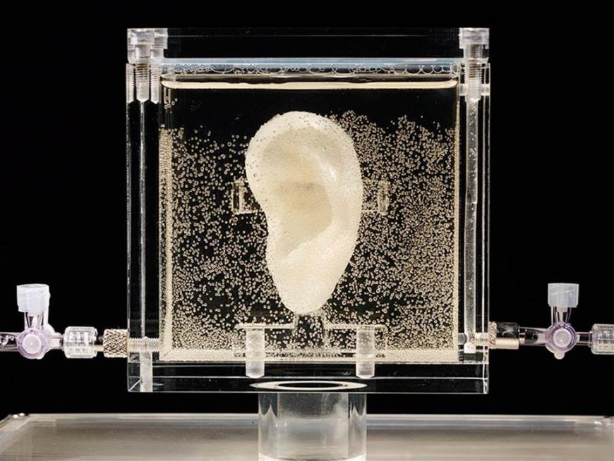 3D-печать вернула к жизни отрезанное ухо Ван Гога