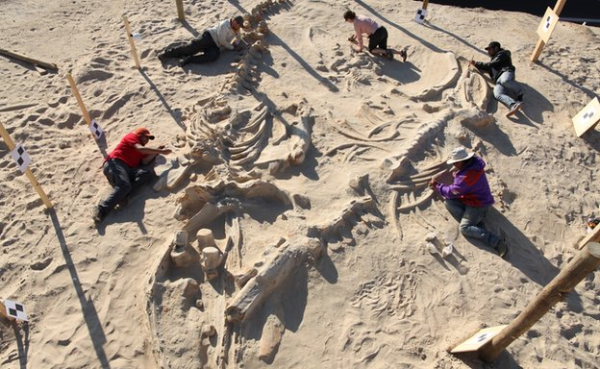 Ученые распечатывают на 3D-принтере кладбище китов, чтобы раскрыть тайну «внезапной смерти в море»
