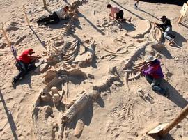 Ученые распечатывают на 3D-принтере кладбище китов, чтобы раскрыть тайну «внезапной смерти в море»