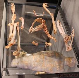 2000-летнюю мумию орла исследуют при помощи 3D-печати