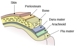 В Китае на 3D-биопринтере напечатали искусственную твёрдую мозговую оболочку